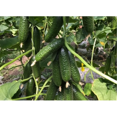 Свежие огурцы на лозе - ЭРГУН