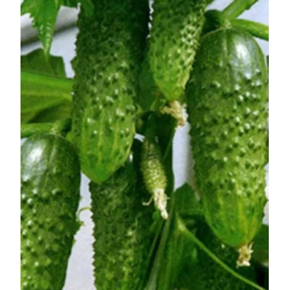 Свіжі огірки на гілці - ЕРІКА