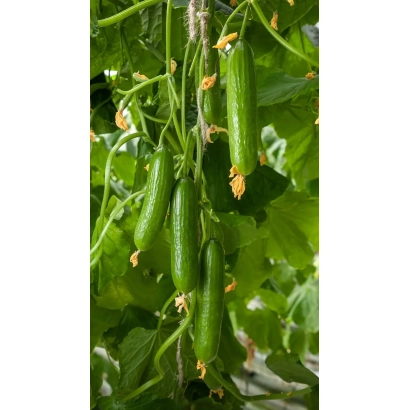 Огірки на кущі - ЕРМАК