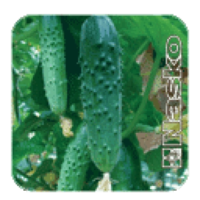 Семена огурца ЭСТАФЕТА F1 на упаковке с изображением плода