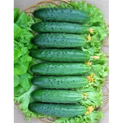 Свежие огурцы сорта Эстафета F1 на листьях салата