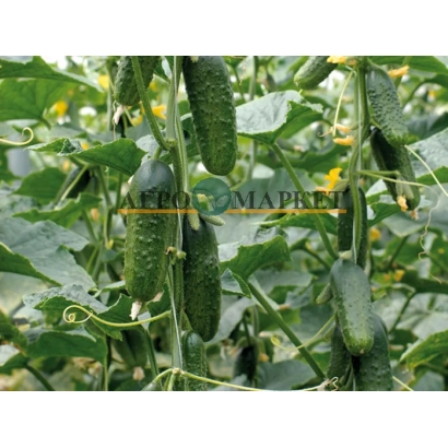 Banner with cucumbers in a field and text 'FOOD MARKET' - Excelsior