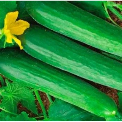 Свежие огурцы на фоне листьев и желтого цветка - Фауст