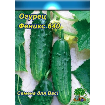 Phoenix 640 cucumber seeds on leaf background