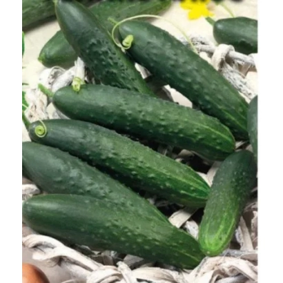 Свежие огурцы сорта ФЕНИКС ПЛЮС в плетеной корзине