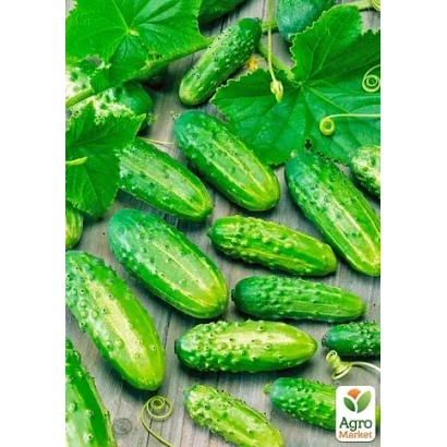 Fresh cucumbers on a wooden surface with leaves and Agro logo - Forum