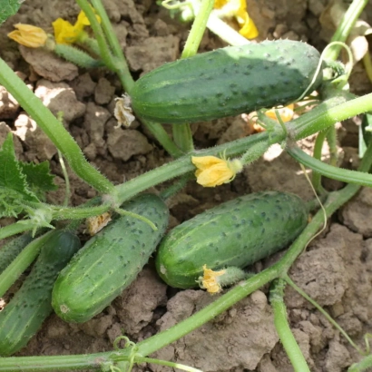 Огурцы на грядке с цветами - ФРАНТ