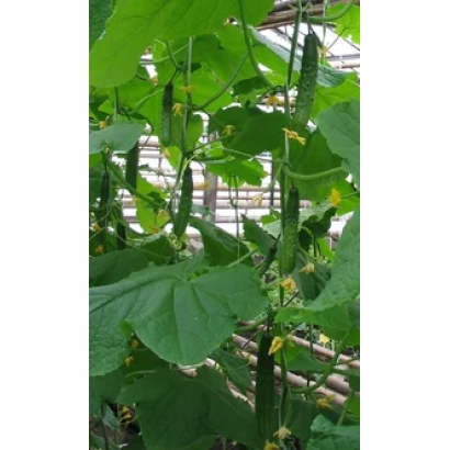 Огурцы Фрегат F1 на растении в теплице