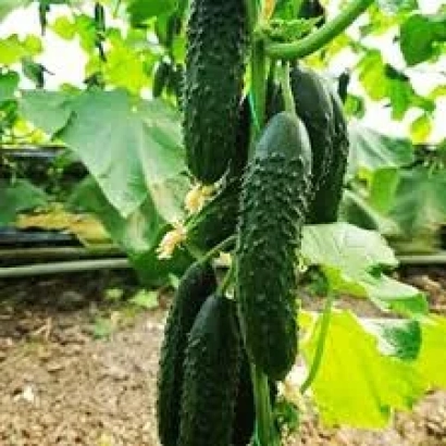 Огірки сорту ГАБРИ на кущі в теплиці - ГАБРІ