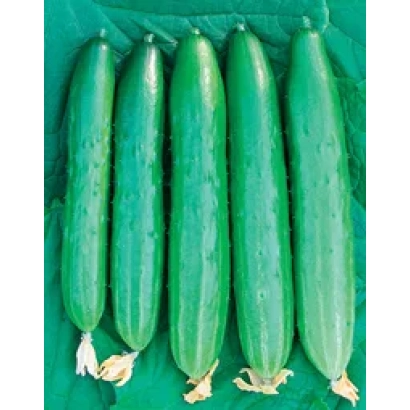 Свежие огурцы сорта Галеон F1 на зелёном фоне