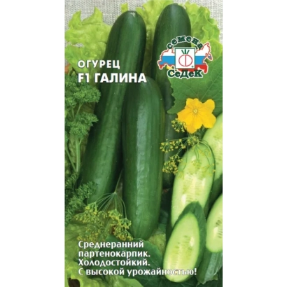 Семена огурца Галина F1 на фоне огурцов