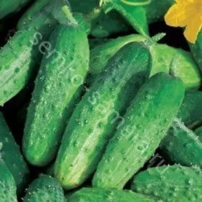 Свіжі огірки з краплями води на фоні жовтої квітки - Гамбіт