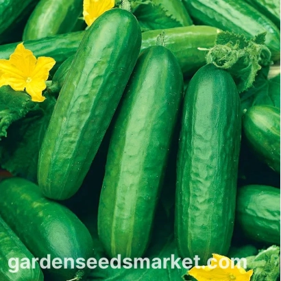 Свежие огурцы на фоне с цветком и логотипом gardenseedsmarket.com - ГАМИЛЬ