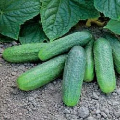 Свежие огурцы сорта Гармония РЦ F1 на грядке