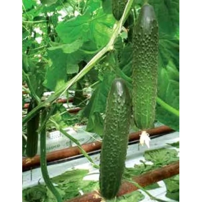 Свежие огурцы на лозе - Гефест