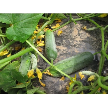Огурцы на лозе с листьями и цветами - Гектор F1