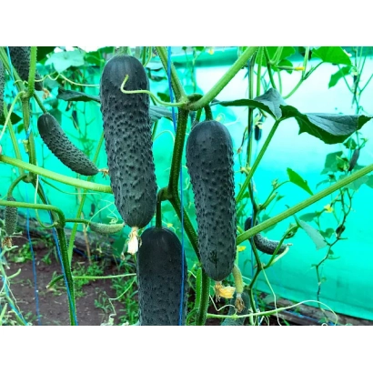 Тёмные огурцы на зелёной лозе - Георг