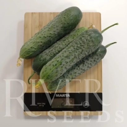 Три огурца сорта ГЕРИЧ на деревянной доске с логотипом RIVER SEEDS