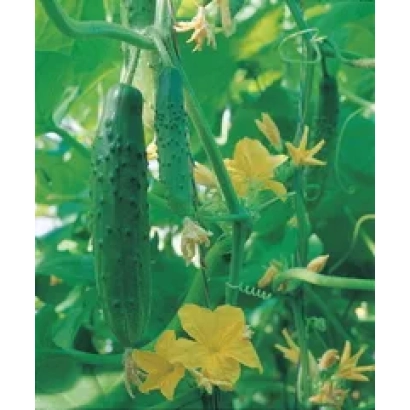Огурец на растении с желтыми цветами - Геркулес F1