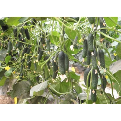 Огурцы ГИЛРОЙ растут на лозе в теплице