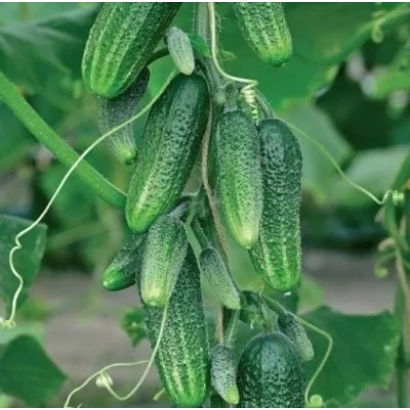 Fresh cucumbers on plant vines - Girlanda