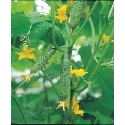 Огурцы на стебле с желтыми цветами - Гладиатор F1