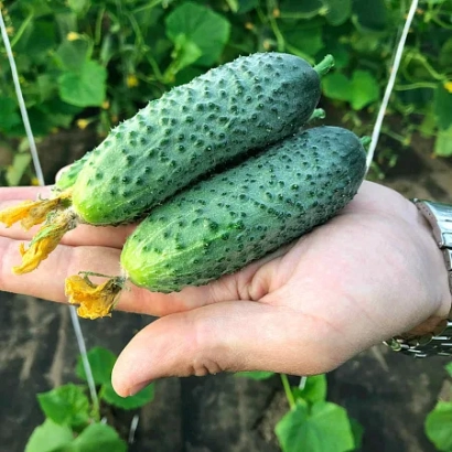 Three GODJA cucumbers held in hand against leafy background