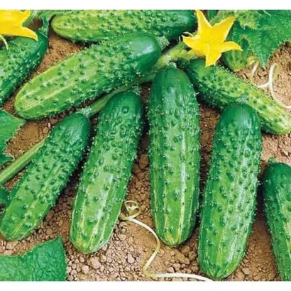 Огурцы на грядке с желтыми цветами - ГОЛУБЧИК