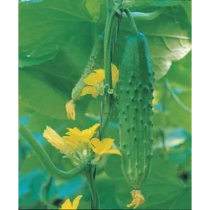 Огурец на растении с желтыми цветами - Горностай F1