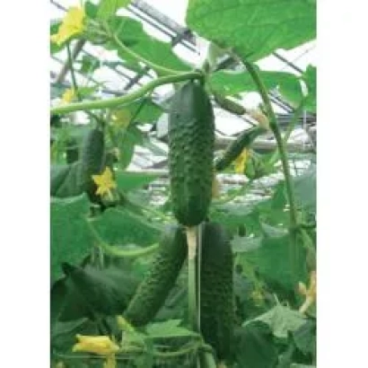 Огурцы сорта Гравина РЦ F1 на растении в теплице