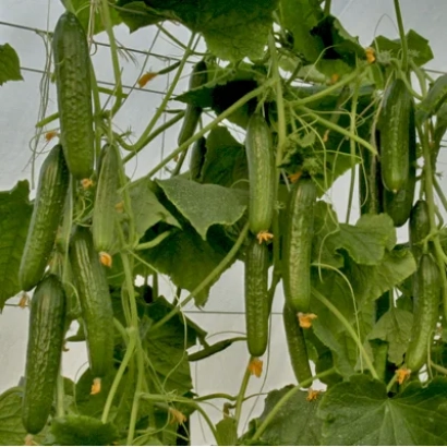 Свежие огурцы Гринлайн на грядке