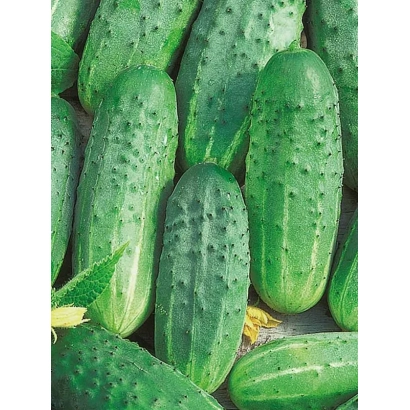 Свіжі огірки сорту ХАБАР