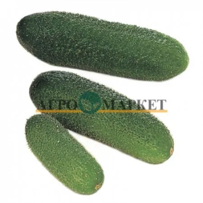 Три огурца на белом фоне с логотипом Агро-Маркет - Гармония F1