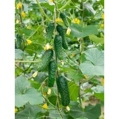 Fresh Hasbulate F1 cucumbers on plant with yellow flowers