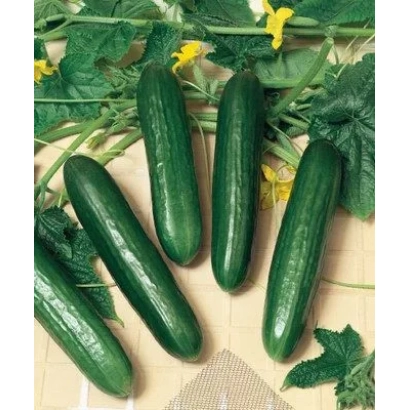 Fresh cucumbers on a background of leaves and flowers - HALLEY