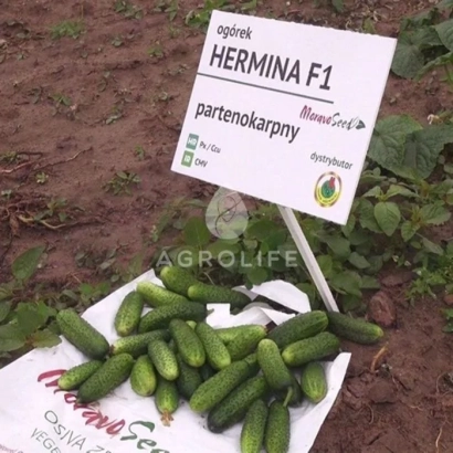 Семена огурца Гермина F1 на пакете с плодами