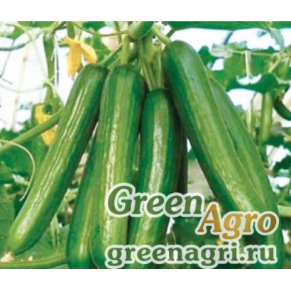 Огурцы на растении с логотипом Green Agro - ХИЛЛВУД