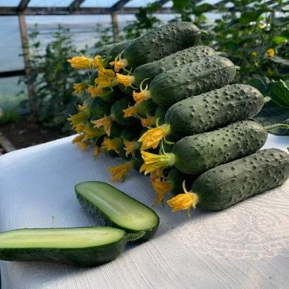 Свежие огурцы с цветами на белой поверхности - Хорс