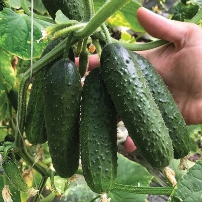 Свежие огурцы сорта Илонара на ветке