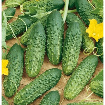 Fresh cucumbers of the Impresa variety on a wooden surface with yellow flowers.