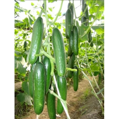 Fresh cucumbers growing on vines in a greenhouse - INFINITI