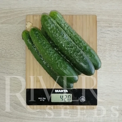 Три огурца на деревянной доске с цифровым весами - Ирбис