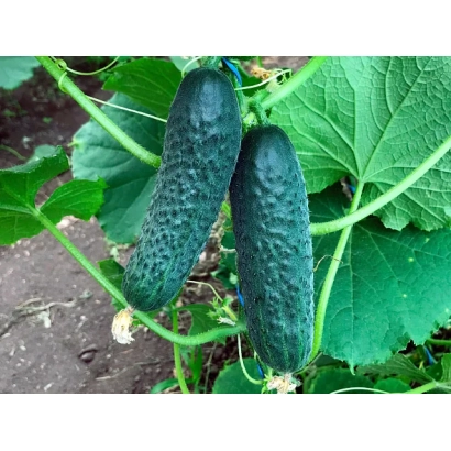 Два огурца сорта ИРЛЭНД на лозе