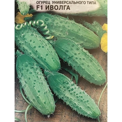 Насіння огірка універсального типу F1 Іволга