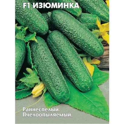 Семена огурца F1 Изюминка на зеленой листве