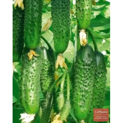 Насіння огірка ІЗУМРУД 16 на фоні зелених огірків