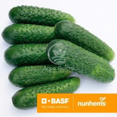 Свіжі огірки на білому фоні з логотипом BASF та написом Arpa Biotech - Жоеліна