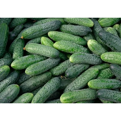 Свежие огурцы Кадочный