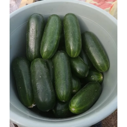 Fresh cucumbers in a white bowl - CUCUMBER KAFKA