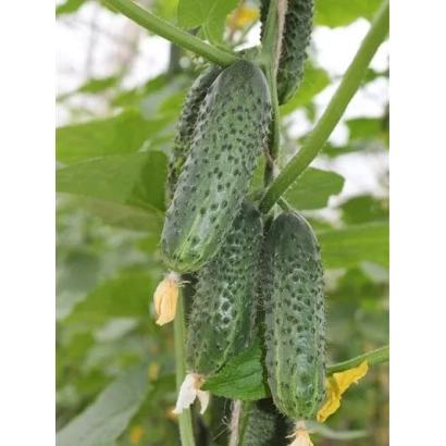 Свіжі огірки сорту Кайман на рослинні